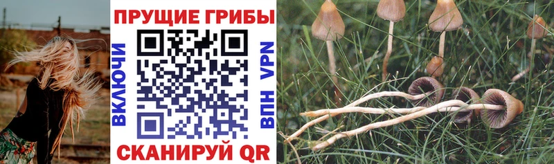 что такое   Ужур  Псилоцибиновые грибы мицелий 